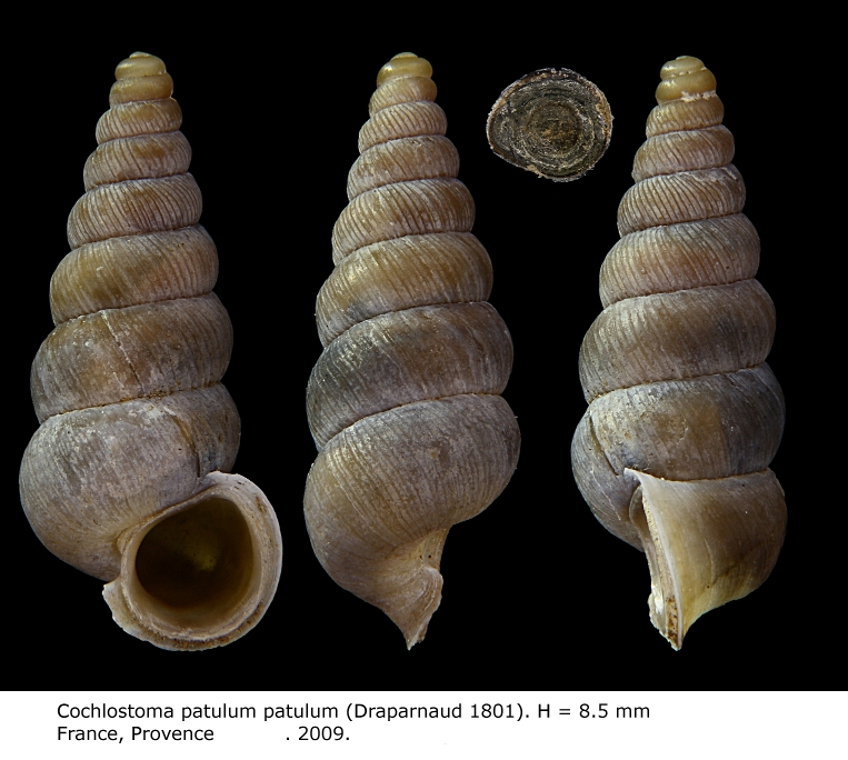 Cochlostoma subalpinum